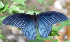 Papilio memnon agenor