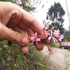 Epidendrum secundum