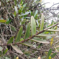 Epidendrum secundum