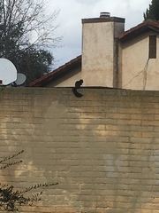 Sciurus niger