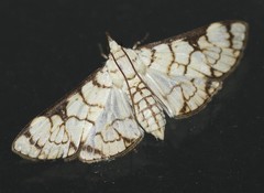 Aphytoceros lucusalis