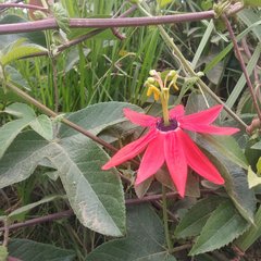 Passiflora manicata