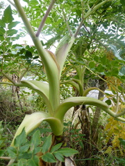Myrrhidendron donnellsmithii