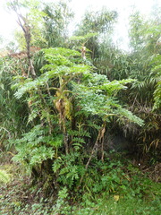 Myrrhidendron donnellsmithii