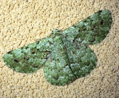 Aeolochroma hypochromaria