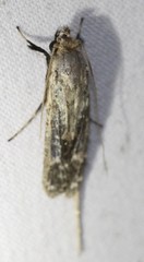 Gerontha acrosthenia
