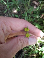 Bupleurum mundii