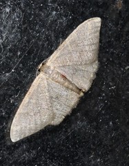 Idaea coercita