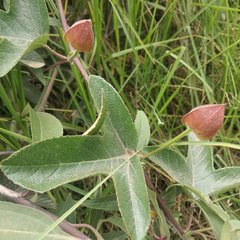 Passiflora manicata