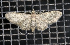 Gymnoscelis acidna