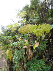 Myrrhidendron donnellsmithii