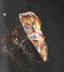 Plusiodonta arctipennis