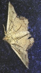 Polyacme dissimilis