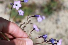 Gilia tenuiflora