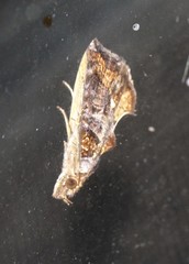 Plusiodonta arctipennis