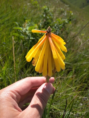 Image of Kniphofia porphyrantha by (c) Seth Musker, some rights reserved (CC BY)