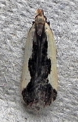 Dichomeris inserrata
