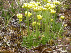 Draba alpina