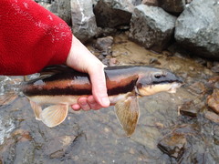 Catostomus catostomus