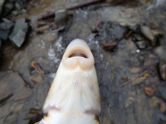 Catostomus catostomus