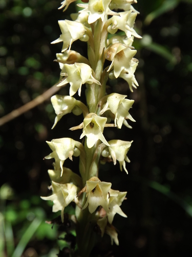 Peristylus goodyeroides