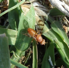Euphranta canadensis