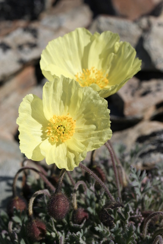 Image of Oreomecon mcconnellii by (c) J Straka, some rights reserved (CC BY)