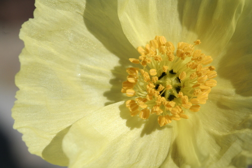 Image of Oreomecon mcconnellii by (c) J Straka, some rights reserved (CC BY)