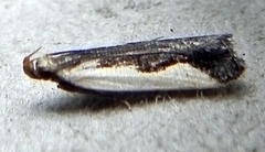 Dichomeris inserrata