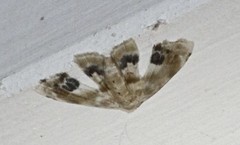 Holocryptis phasianura