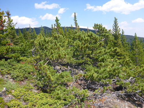 limber pine