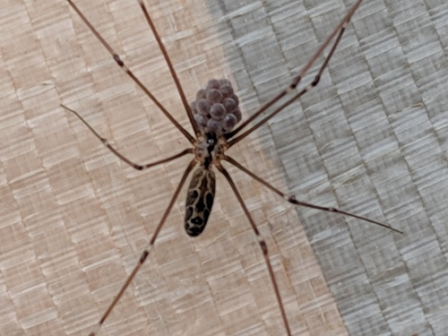 Marbled Cellar Spider