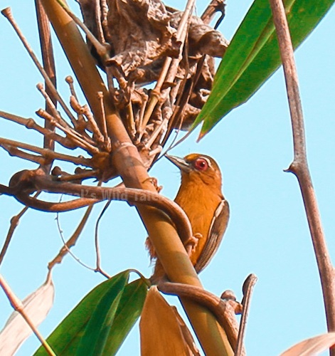White-browed Piculet