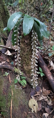 Aerangis macrocentra (Schltr.) Schltr. 2