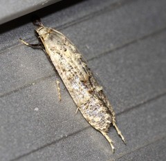 Gerontha acrosthenia