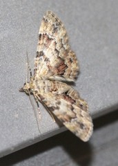 Gymnoscelis lophopus