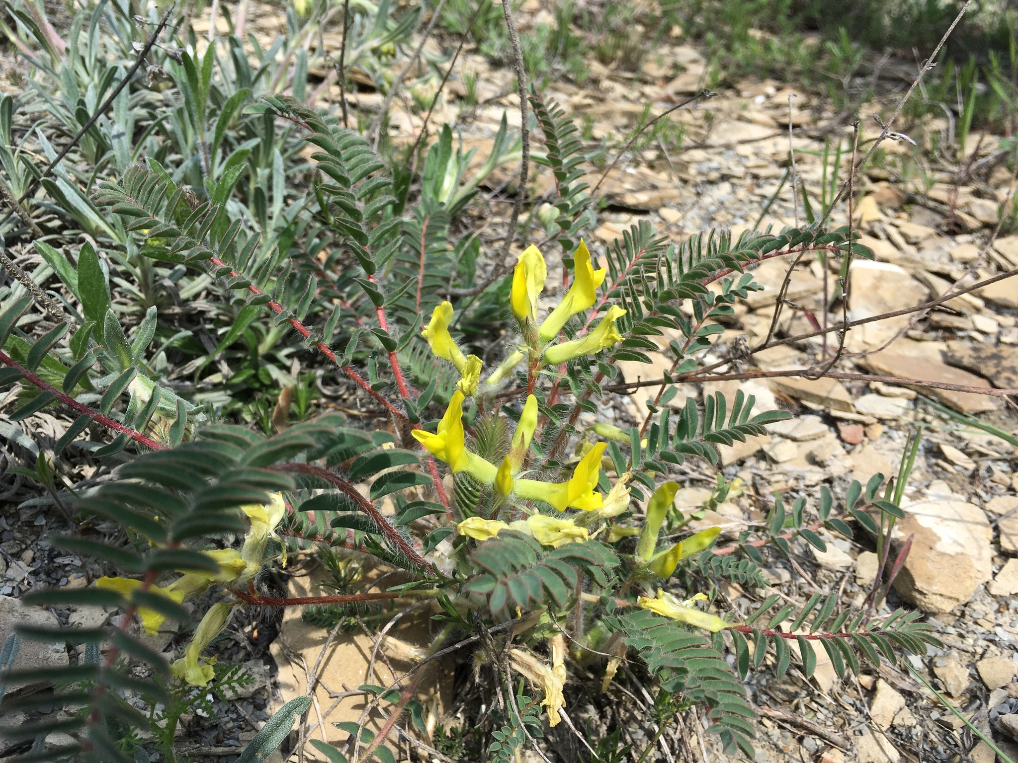 Astragalus utriger
