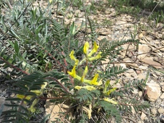 Astragalus utriger