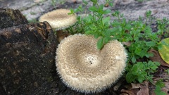 Lentinus