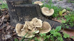 Lentinus