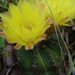 Parodia ottonis - Photo (c) Gonzalo Roget, some rights reserved (CC BY-NC), uploaded by Gonzalo Roget