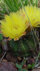 Parodia ottonis