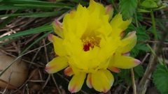Parodia ottonis