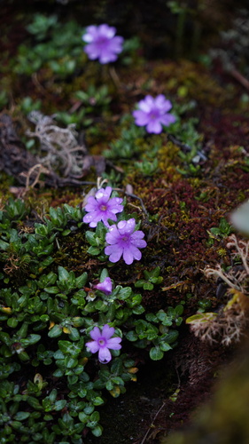 Primula dryadifolia observed 2023-07-13