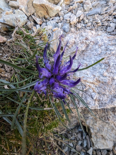 Image of Phyteuma hedraianthifolium by (c) Denis Bastianelli, some rights reserved (CC BY)