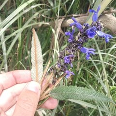 Salvia corrugata