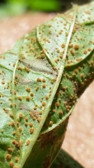 Puccinia menthae image