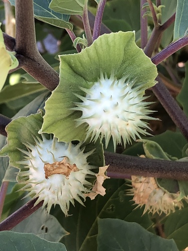 desert thorn-apple