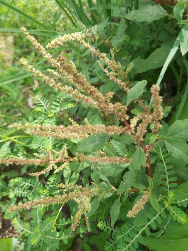 Spiny amaranth (Amaranthus spinosus)