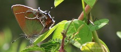 Callophrys xami